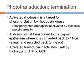 Phototransduction: termination 
18 
 Activated rhodopsin is a target for 
phosphorylation by rhodopsin kinase 
 Phosphorylated rhodopsin inactivated by cytosolic 
protein arrestin 
 All-trans retinal transported to the pigment 
epithelium where it is converted back to 11-cis 
retinal, and recycled back to the rod 
 Activated transducin inactivates itself by 
hydrolyzing GTP to GDP 
 
