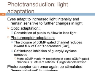 Phototransduction: light 
adaptation 19 
Eyes adapt to increased light intensity and 
remain sensitive to further changes in light 
 Optic adaptation: 
 Constriction of pupils to allow in less light 
 Photoreceptor adaptation: 
 The closure of cGMP gated channel reduces 
inward flux of Ca2+ decreased [Ca2+]i 
 Ca2+ induced inhibition of guanylyl cyclase 
removed 
More cGMP made  reopening of some cGMP gated 
channels  influx of cations  slight depolarization 
Photoreceptor can once again be stimulated 
(hyperpolarized) by photons 
 