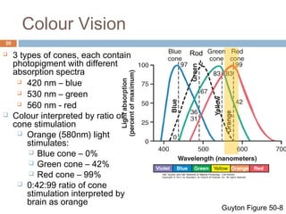 Colour Vision 
20 
 3 types of cones, each contain 
photopigment with different 
absorption spectra 
 420 nm – blue 
 530 nm – green 
 560 nm - red 
 Colour interpreted by ratio of 
cone stimulation 
 Orange (580nm) light 
stimulates: 
 Blue cone – 0% 
 Green cone – 42% 
 Red cone – 99% 
Rod 
 0:42:99 ratio of cone 
stimulation interpreted by 
brain as orange Guyton Figure 50-8 
 