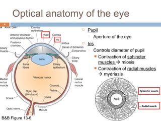 Optical anatomy of the eye 
4 
 Pupil 
 Aperture of the eye 
 Iris 
 Controls diameter of pupil 
 Contraction of sphincter 
muscles  miosis 
 Contraction of radial muscles 
 mydriasis 
B&B Figure 13-6 
 