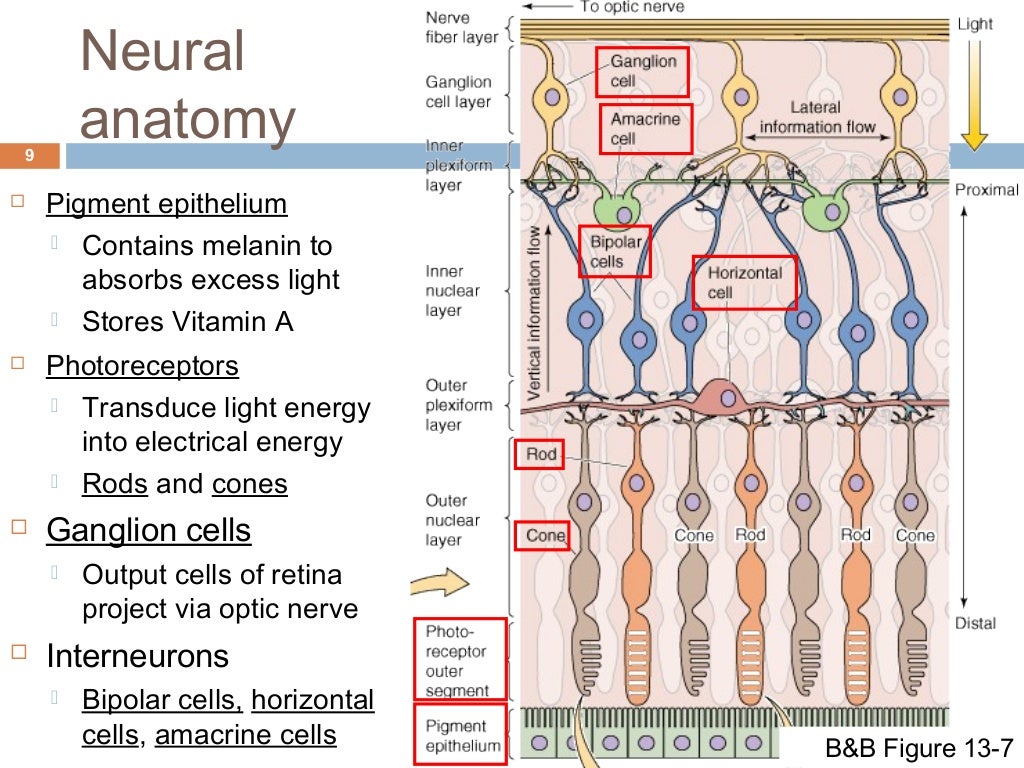 Visual System Structure and Function