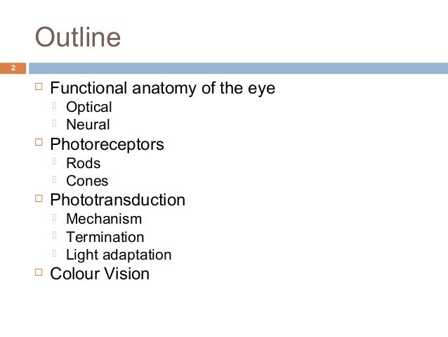 Visual System Structure and Function