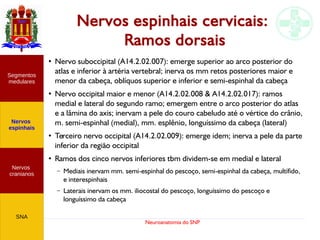 Neuroanatomia do SNP
Nervos espinhais cervicais:
Ramos dorsais
Nervos
cranianos
Nervos
espinhais
Segmentos
medulares
SNA
●
Nervo suboccipital (A14.2.02.007): emerge superior ao arco posterior do
atlas e inferior à artéria vertebral; inerva os mm retos posteriores maior e
menor da cabeça, oblíquos superior e inferior e semi-espinhal da cabeça
●
Nervo occipital maior e menor (A14.2.02.008 & A14.2.02.017): ramos
medial e lateral do segundo ramo; emergem entre o arco posterior do atlas
e a lâmina do axis; inervam a pele do couro cabeludo até o vértice do crânio,
m. semi-espinhal (medial), mm. esplênio, longuíssimo da cabeça (lateral)
●
Terceiro nervo occipital (A14.2.02.009): emerge idem; inerva a pele da parte
inferior da região occipital
●
Ramos dos cinco nervos inferiores tbm dividem-se em medial e lateral
– Mediais inervam mm. semi-espinhal do pescoço, semi-espinhal da cabeça, multífido,
e interespinhais
– Laterais inervam os mm. iliocostal do pescoço, longuíssimo do pescoço e
longuíssimo da cabeça
 