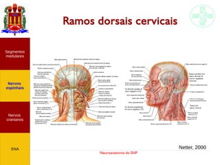 Neuroanatomia do SNP
Ramos dorsais cervicais
Nervos
cranianos
Nervos
espinhais
Segmentos
medulares
SNA
Nervos
cranianos
Nervos
espinhais
Segmentos
medulares
SNA Netter, 2000
 