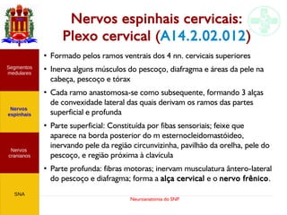 Neuroanatomia do SNP
Nervos espinhais cervicais:
Plexo cervical (A14.2.02.012)
Nervos
cranianos
Nervos
espinhais
Segmentos
medulares
SNA
●
Formado pelos ramos ventrais dos 4 nn. cervicais superiores
●
Inerva alguns músculos do pescoço, diafragma e áreas da pele na
cabeça, pescoço e tórax
●
Cada ramo anastomosa-se como subsequente, formando 3 alças
de convexidade lateral das quais derivam os ramos das partes
superficial e profunda
●
Parte superficial: Constituída por fibas sensoriais; feixe que
aparece na borda posterior do m esternocleidomastóideo,
inervando pele da região circunvizinha, pavilhão da orelha, pele do
pescoço, e região próxima à clavícula
●
Parte profunda: fibras motoras; inervam musculatura ântero-lateral
do pescoço e diafragma; forma a alça cervical e o nervo frênico.
 