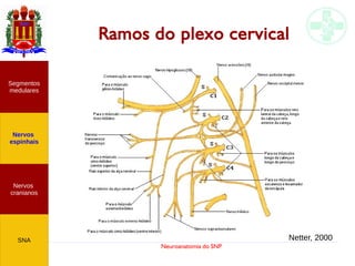 Neuroanatomia do SNP
Ramos do plexo cervical
Nervos
cranianos
Nervos
espinhais
Segmentos
medulares
SNA
Nervos
cranianos
Nervos
espinhais
Segmentos
medulares
SNA Netter, 2000
 