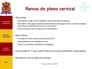 Neuroanatomia do SNP
Ramos do plexo cervical
●
Alça cervical
– Raíz superior: atinge o nervo hipoglosso quando este desce do pescoço
– Raíz inferior: desce alguns centímetros lateralmente à veia jugular interna, curvando-se depois
para a frente e anatomosando-se com a raiz superior
– Emite ramos que inervam todos os mm infra-hióideos
●
Nervo frênico:
– Formado por fibras motoras que deriva de C3-C5
– Desce pela frente do m escaleno anterior
– Percorre o pericárdio e se distribui no diafragma
●
Com exceção do 1º ramo, todos dividem-se em partes ascendentes e descendentes
●
As partes se unem em alças comunicantes
Nervos
cranianos
Nervos
espinhais
Segmentos
medulares
SNA
 