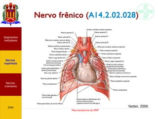 Neuroanatomia do SNP
Nervo frênico (A14.2.02.028)
Nervos
cranianos
Nervos
espinhais
Segmentos
medulares
SNA Netter, 2000
 