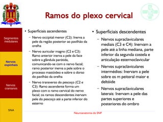 Neuroanatomia do SNP
Ramos do plexo cervical
●
Superficiais ascendentes
– Nervo occipital menor (C2): Inerva a
pele da região posterior ao pavilhão da
orelha
– Nervo auricular magno (C2 e C3):
Ramo anterior inerva a pele da face
sobre a glândula parótida,
comunicando-se com o nervo facial;
ramo posterior inerva a pele sobre o
processo mastóideo e sobre o dorso
do pavilhão da orelha
– Nervo transverso do pescoço (C2 e
C3): Ramo ascendente forma um
plexo com o ramo cervical do nervo
facial; os ramos descendentes inervam
pele do pescoço até a parte inferior do
esterno
Nervos
cranianos
Nervos
espinhais
Segmentos
medulares
SNA
●
Superficiais descendentes
– Nervos supraclaviculares
mediais (C3 e C4): Inervam a
pele até a linha mediana, parte
inferior da segunda costela e
articulação esternoclavicular
– Nervos supraclaviculares
intermédios: Inervam a pele
sobre os m peitoral maior e
deltóide
– Nervos supraclaviculares
laterais: Inervam a pele das
partes superiores e
posteriores do ombro
 