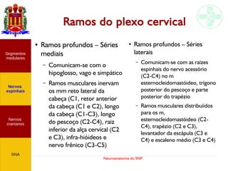 Neuroanatomia do SNP
Ramos do plexo cervical
● Ramos profundos – Séries
mediais
– Comunicam-se com o
hipoglosso, vago e simpático
– Ramos musculares inervam
os mm reto lateral da
cabeça (C1, retor anterior
da cabeça (C1 e C2), longo
da cabeça (C1-C3), longo
do pescoço (C2-C4), raiz
inferior da alça cervical (C2
e C3), infra-hióideos e
nervo frênico (C3-C5)
●
Ramos profundos – Séries
laterais
– Comunicam-se com as raízes
espinhais do nervo acessório
(C2-C4) no m
esternocleidomastóideo, trígono
posterior do pescoço e parte
posterior do trapézio
– Ramos musculares distribuiídos
para os m,
esternocleidomastóideo (C2-
C4), trapézio (C2 e C3),
levantador da escápula (C3 e
C4) e escaleno médio (C3 e C4)
Nervos
cranianos
Nervos
espinhais
Segmentos
medulares
SNA
 