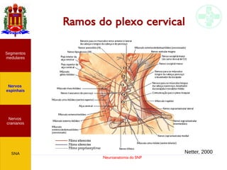 Neuroanatomia do SNP
Nervos
cranianos
Nervos
espinhais
Segmentos
medulares
SNA
Ramos do plexo cervical
Netter, 2000
 