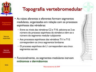 Neuroanatomia do SNP
Topografia vertebromedular
●
As raízes aferentes e eferentes formam segmentos
medulares, organizados em relação com os processos
espinhosos das vértebras:
– Entre os níveis das vértebras C2 e T10, adiciona-se 2 ao
número do processo espinhoso da vértebra e têm-se o
número do segmento medular subjacente
– Aos processos espinhosos das vértebras T11 e T12
correspondem os cinco segmentos lombares
– O processo espinhoso de L1 correspondem aos cinco
segmentos sacrais
●
Funcionalmente, os segmentos medulares inervam
miótomos e dermátomos
Nervos
cranianos
Nervos
espinhais
Segmentos
medulares
SNA
 