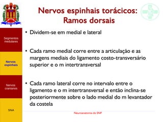 Neuroanatomia do SNP
Nervos espinhais torácicos:
Ramos dorsais
●
Dividem-se em medial e lateral
●
Cada ramo medial corre entre a articulação e as
margens mediais do ligamento costo-transversário
superior e o m intertransversal
●
Cada ramo lateral corre no intervalo entre o
ligamento e o m intertransversal e então inclina-se
posteriormente sobre o lado medial do m levantador
da costela
Nervos
cranianos
Nervos
espinhais
Segmentos
medulares
SNA
 