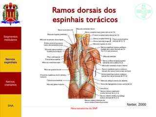 Neuroanatomia do SNP
Ramos dorsais dos
espinhais torácicos
Nervos
cranianos
Nervos
espinhais
Segmentos
medulares
SNA Netter, 2000
 