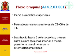 Neuroanatomia do SNP
Plexo braquial (A14.2.03.001)
●
Inerva os membros superiores
●
Formado por ramos anteriores de C5-C8 e de
T1.
●
Localização lateral à coluna cervical; situa-se
entre os mm escalenos anterior e médio,
posterior e lateralmente ao m
esternocleidomastoideo
Nervos
cranianos
Nervos
espinhais
Segmentos
medulares
SNA
 