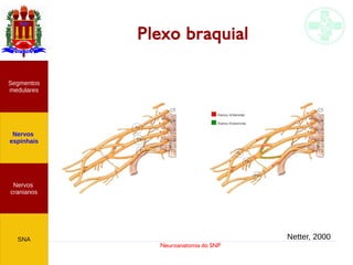 Neuroanatomia do SNP
Plexo braquial
Nervos
cranianos
Nervos
espinhais
Segmentos
medulares
SNA Netter, 2000
 