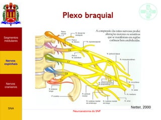 Neuroanatomia do SNP
Plexo braquial
Nervos
cranianos
Nervos
espinhais
Segmentos
medulares
SNA Netter, 2000
 