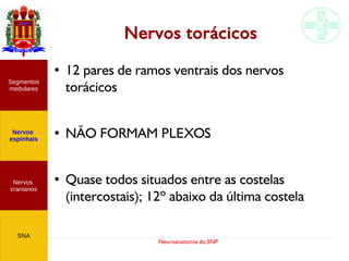 Neuroanatomia do SNP
Nervos torácicos
● 12 pares de ramos ventrais dos nervos
torácicos
●
NÃO FORMAM PLEXOS
● Quase todos situados entre as costelas
(intercostais); 12º abaixo da última costela
Nervos
cranianos
Nervos
espinhais
Segmentos
medulares
SNA
 