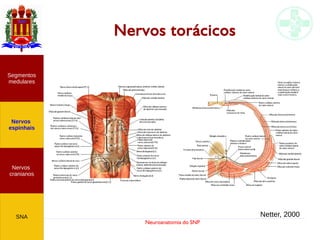 Neuroanatomia do SNP
Nervos torácicos
Nervos
cranianos
Nervos
espinhais
Segmentos
medulares
SNA Netter, 2000
 