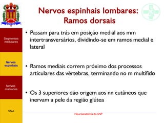Neuroanatomia do SNP
Nervos espinhais lombares:
Ramos dorsais
●
Passam para trás em posição medial aos mm
intertransversários, dividindo-se em ramos medial e
lateral
●
Ramos mediais correm próximo dos processos
articulares das vértebras, terminando no m multífido
● Os 3 superiores dão origem aos nn cutâneos que
inervam a pele da região glútea
Nervos
cranianos
Nervos
espinhais
Segmentos
medulares
SNA
 