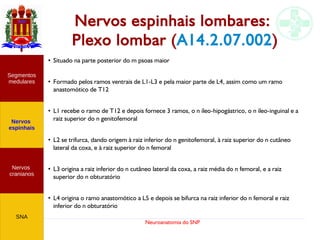 Neuroanatomia do SNP
Nervos espinhais lombares:
Plexo lombar (A14.2.07.002)
●
Situado na parte posterior do m psoas maior
●
Formado pelos ramos ventrais de L1-L3 e pela maior parte de L4, assim como um ramo
anastomótico de T12
●
L1 recebe o ramo de T12 e depois fornece 3 ramos, o n íleo-hipogástrico, o n íleo-inguinal e a
raiz superior do n genitofemoral
●
L2 se trifurca, dando origem à raiz inferior do n genitofemoral, à raiz superior do n cutâneo
lateral da coxa, e à raiz superior do n femoral
●
L3 origina a raiz inferior do n cutâneo lateral da coxa, a raiz média do n femoral, e a raiz
superior do n obturatório
●
L4 origina o ramo anastomótico a L5 e depois se bifurca na raiz inferior do n femoral e raiz
inferior do n obturatório
Nervos
cranianos
Nervos
espinhais
Segmentos
medulares
SNA
 