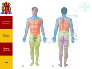 Neuroanatomia do SNP
Nervos
cranianos
Nervos
espinhais
Segmentos
medulares
SNA
 