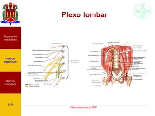 Neuroanatomia do SNP
Plexo lombar
Nervos
cranianos
Nervos
espinhais
Segmentos
medulares
SNA
 