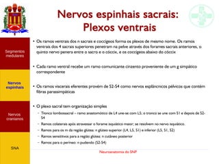 Neuroanatomia do SNP
Nervos espinhais sacrais:
Plexos ventrais
Nervos
cranianos
Nervos
espinhais
Segmentos
medulares
SNA
●
Os ramos ventrais dos n sacrais e coccígeos forma os plexos de mesmo nome. Os ramos
ventrais dos 4 sacrais superiores penetram na pelve através dos forames sacrais anteriores, o
quinto nervo penera entre o sacro e o cóccix, e os coccígeos abaixo do cóccix
●
Cada ramo ventral recebe um ramo comunicante cinzento proveniente de um g simpático
correspondente
●
Os ramos viscerais eferentes provém de S2-S4 como nervos esplâncnicos pélvicos que contém
fibras parassimpáticas
●
O plexo sacral tem organização simples
– Tronco lombossacral – ramo anastomótico de L4 une-se com L5; o tronco se une com S1 e depois de S2-
S4
– Ramos colaterais após atravessar o forame isquiático maior; se resolvem no nervo isquiático.
– Ramos para os m da região glútea: n glúteo superior (L4, L5, S1) e inferior (L5, S1, S2)
– Ramos sensititvos para a região glútea: n cutâneo posterior
– Ramos para o períneo: n pudendo (S2-S4)
 