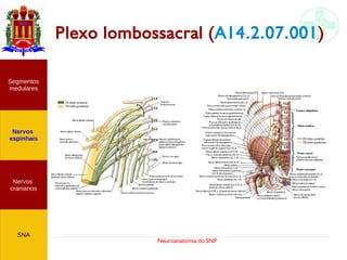 Neuroanatomia do SNP
Plexo lombossacral (A14.2.07.001)
Nervos
cranianos
Nervos
espinhais
Segmentos
medulares
SNA
 
