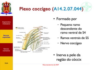 Neuroanatomia do SNP
Plexo coccígeo (A14.2.07.044)
Nervos
cranianos
Nervos
espinhais
Segmentos
medulares
SNA
● Formado por
– Pequeno ramo
descendente do
ramo ventral de S4
– Ramos ventrais de S5
– Nervo coccígeo
● Inerva a pele da
região do cóccix
 
