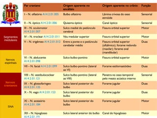 Neuroanatomia do SNP
Nervos
cranianos
Nervos
espinhais
Segmentos
medulares
SNA
Par craniano Origem aparente no
encéfalo
Origem aparente no crânio Função
I – N. olfatório A14.2.01.005 Bulbo olfatório Lâmina crivosa do osso
etmóide
Sensorial
II – N. óptico A14.2.01.006 Quiasma óptico Canal óptico Sensorial
III – N. oculomotor
A14.2.01.007
Sulco medial do pedúnculo
cerebral
Fissura orbital superior Motor
IV – N. troclear A14.2.01.011 Véu medular superior Fissura orbital superior Motor
V – N. trigêmeo A14.2.01.012 Entre a ponte e o pedúnculo
cerebelar médio
Fissura orbital superior
(oftálmico); forame redondo
(maxilar); forame oval
(mandibular)
Duas
VI – N. abducente
A14.2.01.098
Sulco bulbo-pontino Fissura orbital superior Motor
VII – N. facial A14.2.01.099 Sulco bulbo-pontino (lateral
ao VI)
Forame estilomastóideo Duas
VIII – N. vestibulococlear
A14.2.01.121
Sulco bulbo-pontino (lateral
ao VIII)
Penetra no osso temporal
pelo meato acústico interno
Sensorial
IX – N. glossofaríngeo
A14.2.01.135
Sulco lateral posterior do
bulbo
Forame jugular Duas
X – N. vago A14.2.01.153 Sulco lateral posterior do
bulbo
Forame jugular Duas
XI – N. acessório
A14.2.01.184
Sulco lateral posterior do
bulbo
Forame jugular Motor
XII – N. hipoglosso
A14.2.01.191
Sulco lateral anterior do bulbo Canal do hipoglosso Motor
 