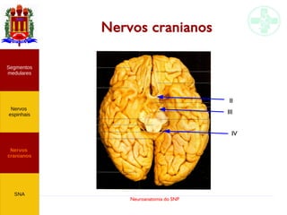 Neuroanatomia do SNP
Nervos cranianos
Nervos
cranianos
Nervos
espinhais
Segmentos
medulares
SNA
II
III
IV
 