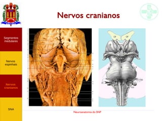 Neuroanatomia do SNP
Nervos
cranianos
Nervos
espinhais
Segmentos
medulares
SNA
Nervos cranianos
 