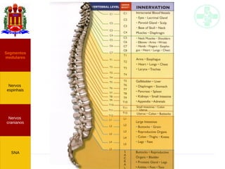 Neuroanatomia do SNP
Nervos
cranianos
Nervos
espinhais
Segmentos
medulares
SNA
 
