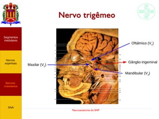 Neuroanatomia do SNP
Nervo trigêmeo
Nervos
cranianos
Nervos
espinhais
Segmentos
medulares
SNA
Oftálmico (V1
)
Maxilar (V2
)
Mandibular (V3
)
Gânglio trigeminal
 