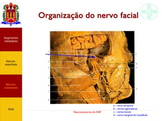 Neuroanatomia do SNP
Organização do nervo facial
Nervos
cranianos
Nervos
espinhais
Segmentos
medulares
SNA
a – ramo temporal
b – ramos zigomáticos
c – ramos bucais
d – ramo marginal da mandíbula
 