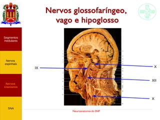 Neuroanatomia do SNP
Nervos glossofaríngeo,
vago e hipoglosso
Nervos
cranianos
Nervos
espinhais
Segmentos
medulares
SNA
IX X
X
XII
 