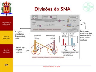 Neuroanatomia do SNP
Divisões do SNA
Receptor
ionotrópico;
despolarização
rápida
Receptores
metabotrópicos;
despolarização
lenta, efeitos
celulares
Inibição pré-
sináptica
recíproca
Nervos
cranianos
Nervos
espinhais
Segmentos
medulares
SNA
 