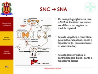 Neuroanatomia do SNP
SNC SNA→
● Os nrns pré-ganglionares para
o SNA se localizam no tronco
encefálico e em regiões da
medula espinhal.
● A saída simpática é controlada
pelo bulbo raquidiano, ponte e
hipotálamo (n. paraventricular,
n. ventromedial).
● A saída parassimpática é
controlada pelo bulbo, ponte e
hipotálamo lateral
Nervos
cranianos
Nervos
espinhais
Segmentos
medulares
SNA
 