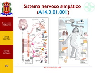 Neuroanatomia do SNP
Sistema nervoso simpático
(A14.3.01.001)
Nervos
cranianos
Nervos
espinhais
Segmentos
medulares
SNA
 