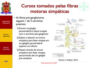 Neuroanatomia do SNP
Cursos tomados pelas fibras
motoras simpáticas
●
As fibras pré-ganglionares
seguem 1 de 3 caminhos
possíveis
1)Entram no gânglio
paravertebral e fazem sinapse
com o neurônio pós-ganglionar
2)Sobem e descem no tronco
simpático para fazer sinapse em
um gânglio paravertebral
superior ou inferior
3)Passam através do tronco
simpático sem fazer sinapse,
percorrendo até um gânglio
pré-vertebral
Nervos
cranianos
Nervos
espinhais
Segmentos
medulares
SNA
Moore e Dalley, 2001
 