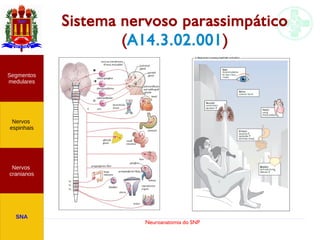 Neuroanatomia do SNP
Sistema nervoso parassimpático
(A14.3.02.001)
Nervos
cranianos
Nervos
espinhais
Segmentos
medulares
SNA
 