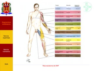 Neuroanatomia do SNP
Nervos
cranianos
Nervos
espinhais
Segmentos
medulares
SNA
 