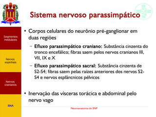 Neuroanatomia do SNP
Sistema nervoso parassimpático
Nervos
cranianos
Nervos
espinhais
Segmentos
medulares
SNA
●
Corpos celulares do neurônio pré-ganglionar em
duas regiões
– Efluxo parassimpático craniano: Substância cinzenta do
tronco encefálico; fibras saem pelos nervos cranianos III,
VII, IX e X
– Efluxo parassimpático sacral: Substância cinzenta de
S2-S4; fibras saem pelas raízes anteriores dos nervos S2-
S4 e nervos esplâncnicos pélvicos
●
Inervação das vísceras torácica e abdominal pelo
nervo vago
 