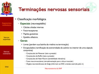 Neuroanatomia do SNP
Terminações nervosas sensoriais
●
Classificação morfológica
– Especiais (neuroepitélio)
●
Células ciliadas internas
●
Fotorreceptores
●
Papilas gustativas
●
Epitélio olfatório
– Gerais
●
Livres (perdem sua bainha de mielina na terminação)
●
Encapsulados (ramificação da extremidade do axônio no interior de uma cápsula
conjuntiva)
– Corpúsculos de Meissner (tato e pressão)
– Corpúsculos de Ruffini (tato e pressão)
– Corpúsculos de Vater-Paccini (sensibilidade vibratória)
– Fusos neuromusculares (retroalimentação para o tônus muscular)
– Órgãos neurotendinosos de Golgi (informam ao SNC a tensão exercida pelo m)
Nervos
cranianos
Nervos
espinhais
Segmentos
medulares
SNA
 