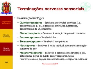 Neuroanatomia do SNP
Terminações nervosas sensoriais
●
Classificação fisiológica
– Quimiorreceptores – Sensíveis a estímulos químicos (i.e.,
concentração); p. ex., odorantes, estímulos gustatórios,
concentração de O2 circulante
– Osmorreceptores – Sensíveis à variação de pressão osmótica
– Fotorreceptores – Sensíveis à luz
– Termorreceptores – Sensíveis à temperatura
– Nociceptores – Sensíveis à lesão tecidual, causando a sensação
subjetiva de dor
– Mecanorreceptores – Sensíveis a estímulos mecânicos; p. ex.,
céls ciliadas, órgão de Corti, barorreceptores, fusos
neuromusculares, órgãos neurotendinosos, receptores cutâneos
Nervos
cranianos
Nervos
espinhais
Segmentos
medulares
SNA
 