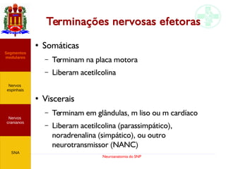 Neuroanatomia do SNP
Terminações nervosas efetoras
● Somáticas
– Terminam na placa motora
– Liberam acetilcolina
●
Viscerais
– Terminam em glândulas, m liso ou m cardíaco
– Liberam acetilcolina (parassimpático),
noradrenalina (simpático), ou outro
neurotransmissor (NANC)
Nervos
cranianos
Nervos
espinhais
Segmentos
medulares
SNA
 