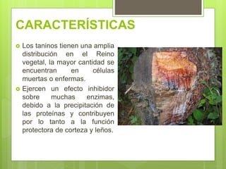 CARACTERÍSTICAS
 Los taninos tienen una amplia
distribución en el Reino
vegetal, la mayor cantidad se
encuentran en células
muertas o enfermas.
 Ejercen un efecto inhibidor
sobre muchas enzimas,
debido a la precipitación de
las proteínas y contribuyen
por lo tanto a la función
protectora de corteza y leños.
 