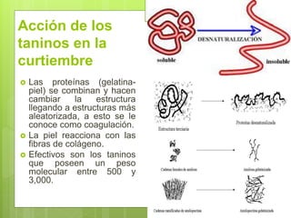 Acción de los
taninos en la
curtiembre
 Las proteínas (gelatina-
piel) se combinan y hacen
cambiar la estructura
llegando a estructuras más
aleatorizada, a esto se le
conoce como coagulación.
 La piel reacciona con las
fibras de colágeno.
 Efectivos son los taninos
que poseen un peso
molecular entre 500 y
3,000.
 