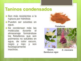 Taninos condensados
 Son más resistentes a la
ruptura por hidrólisis
 Pueden ser solubles en
agua.
 Se condensan más las
moléculas durante el
almacenaje formándose
los flobafenos que son
polímeros no solubles en
agua, de color oscuro,
negro y rojo; y son
fisiológicamente
inactivos.
Flobafenos
Sauco,
Sambucus nigra
S. mexicana
 